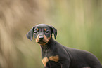 german pinscher puppy