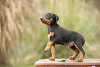 german pinscher puppy