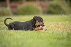 German Standard Pinscher Puppy