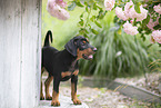 German Standard Pinscher Puppy