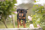 German Standard Pinscher Puppy