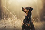 German Pinscher