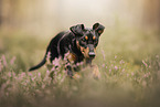 German Pinscher