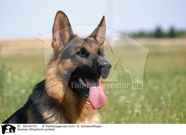 German Shepherd portrait / SS-00101