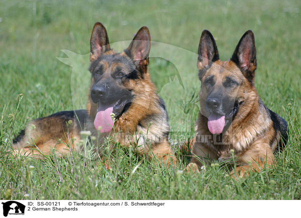 2 Deutsche Schferhunde / 2 German Shepherds / SS-00121