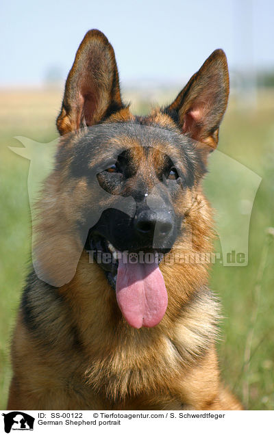 German Shepherd portrait / SS-00122