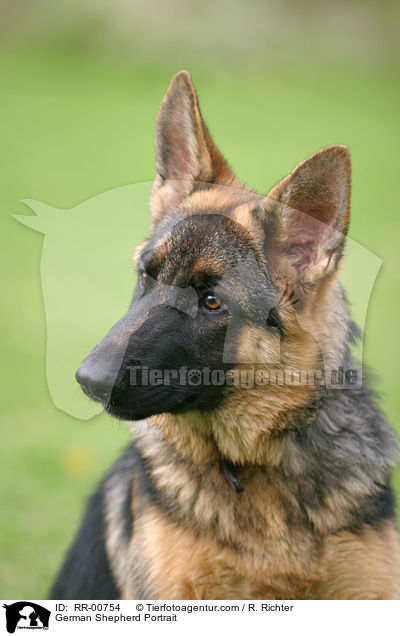 Deutscher Schferhund / German Shepherd Portrait / RR-00754