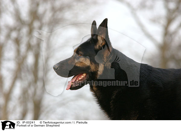 Deutscher Schferhund im Portrait / Portrait of a German Shepherd / IP-00241
