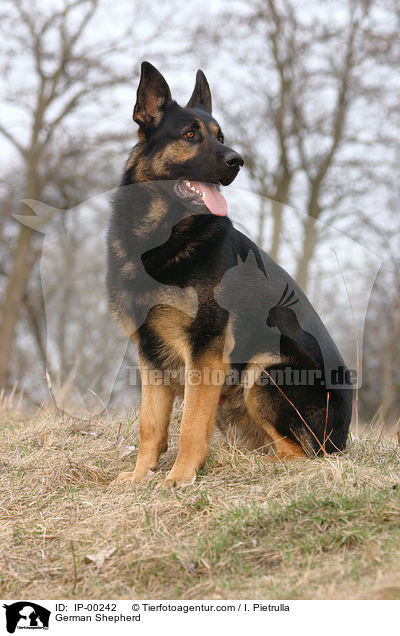 Deutscher Schferhund / German Shepherd / IP-00242