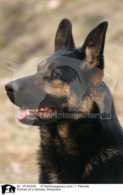 Deutscher Schferhund im Portrait / Portrait of a German Shepherd / IP-00245