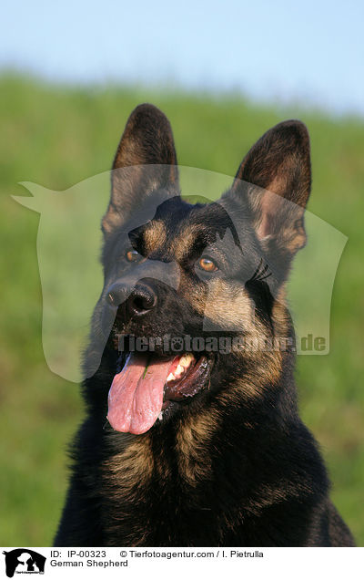 Portrait eines Deutscher Schferhund / German Shepherd / IP-00323