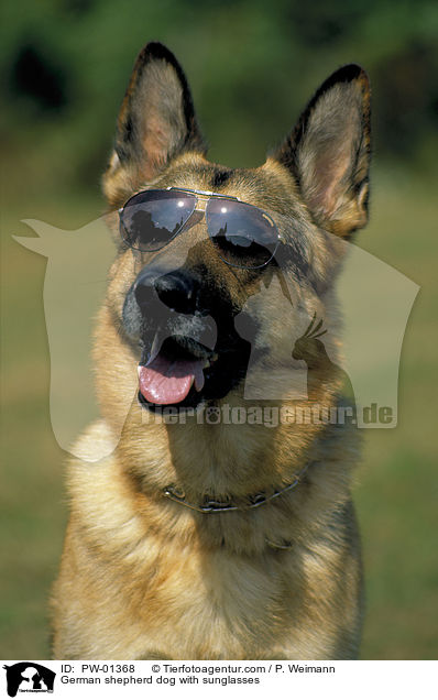 Deutscher Schferhund mit Sonnenbrille / German shepherd dog with sunglasses / PW-01368
