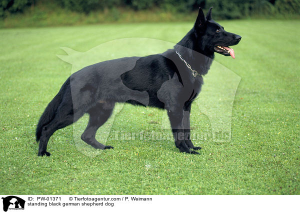 stehender Schwarzer Deutscher Schferhund / standing black german shepherd dog / PW-01371