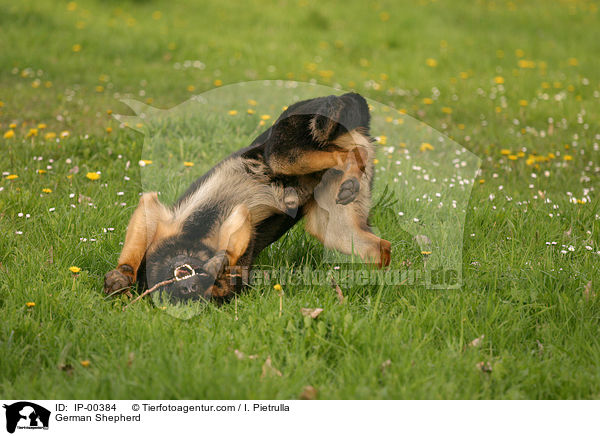 Deutscher Schferhund / German Shepherd / IP-00384
