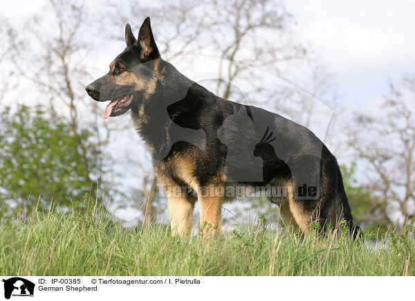 Deutscher Schferhund / German Shepherd / IP-00385