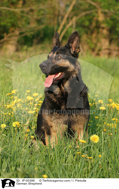 Deutscher Schferhund / German Shepherd / IP-00386