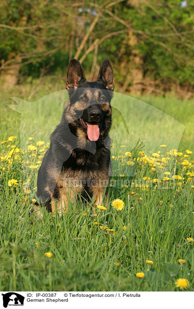 Deutscher Schferhund / German Shepherd / IP-00387