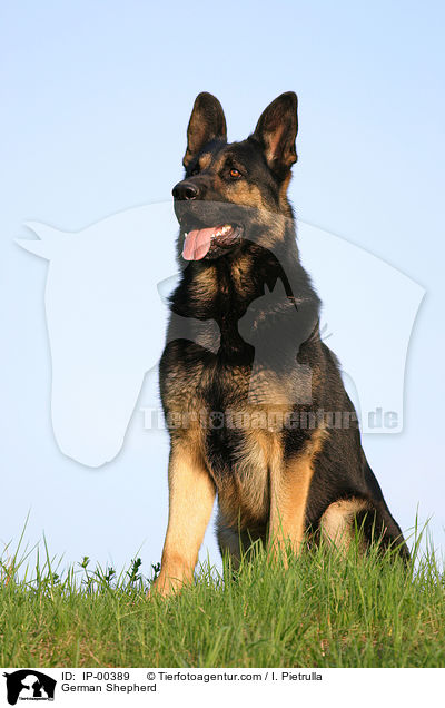 Deutscher Schferhund / German Shepherd / IP-00389