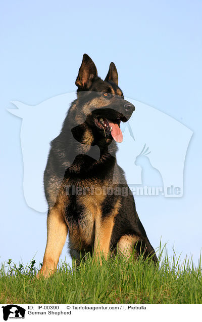 Deutscher Schferhund / German Shepherd / IP-00390