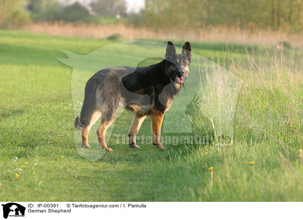 Deutscher Schferhund / German Shepherd / IP-00391