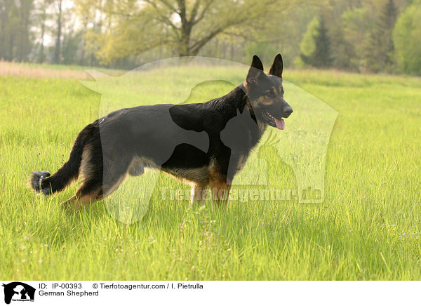 Deutscher Schferhund / German Shepherd / IP-00393