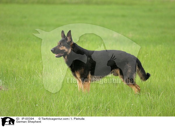 Deutscher Schferhund / German Shepherd / IP-00394