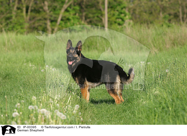 Deutscher Schferhund / German Shepherd / IP-00395