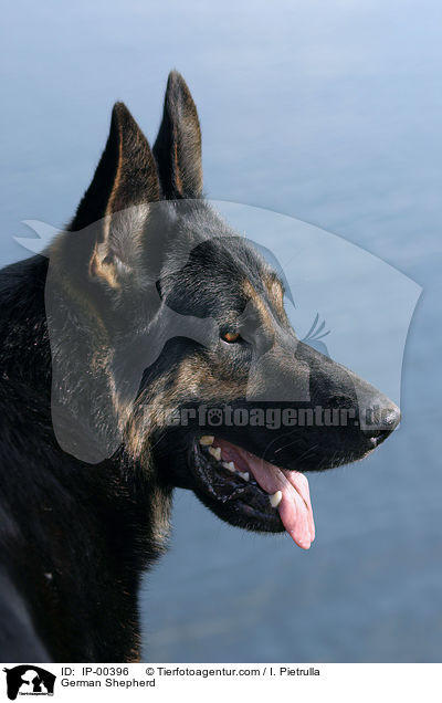 Deutscher Schferhund / German Shepherd / IP-00396