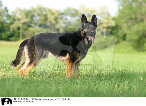 Deutscher Schferhund / German Shepherd / IP-00397