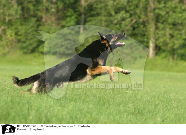 Deutscher Schferhund / German Shepherd / IP-00398