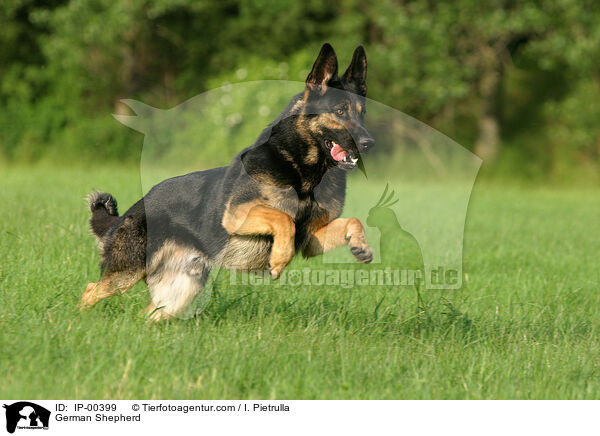 Deutscher Schferhund / German Shepherd / IP-00399