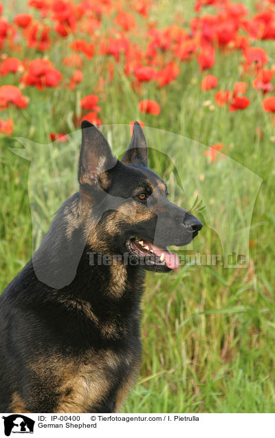Deutscher Schferhund / German Shepherd / IP-00400