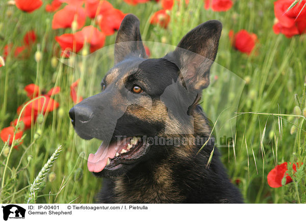 Deutscher Schferhund / German Shepherd / IP-00401
