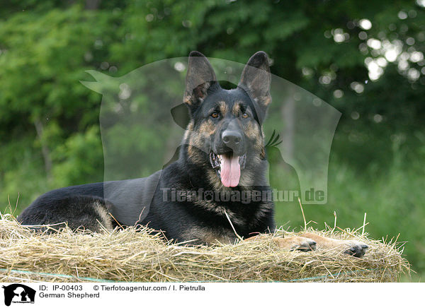 Deutscher Schferhund / German Shepherd / IP-00403