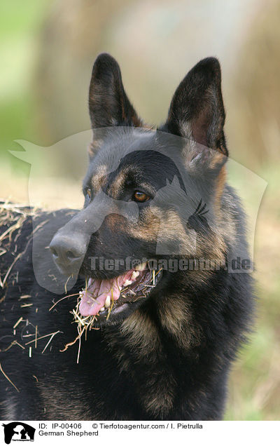 Deutscher Schferhund / German Shepherd / IP-00406