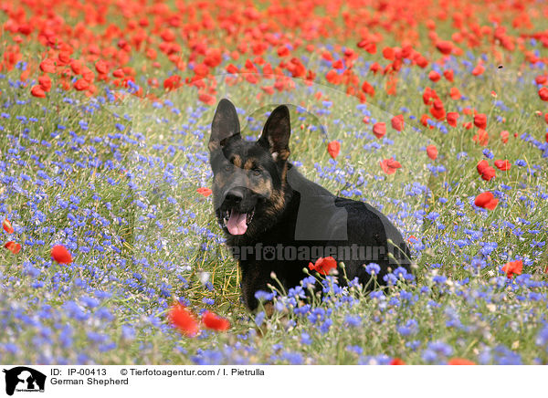 Deutscher Schferhund / German Shepherd / IP-00413