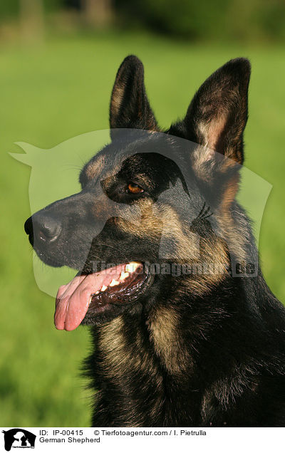 Deutscher Schferhund / German Shepherd / IP-00415