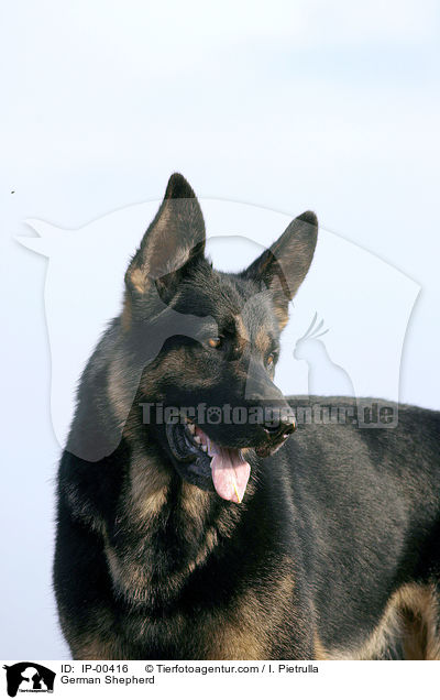 Deutscher Schferhund / German Shepherd / IP-00416