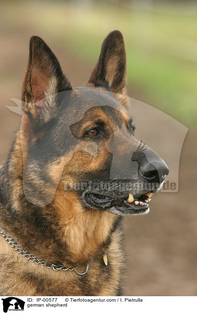 Schferhund im Portrait / german shepherd / IP-00577