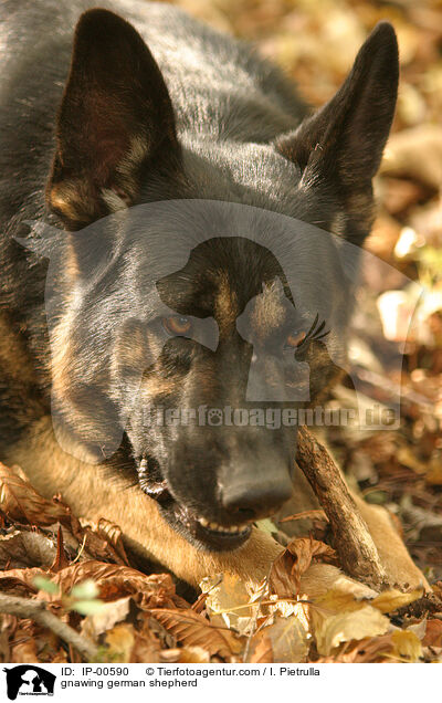 Deutscher Schferhund knabbern am Stckchen / gnawing german shepherd / IP-00590