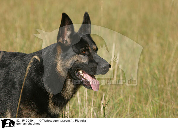 Portrait eines Deutschen Schferhundes / german shepherd / IP-00591