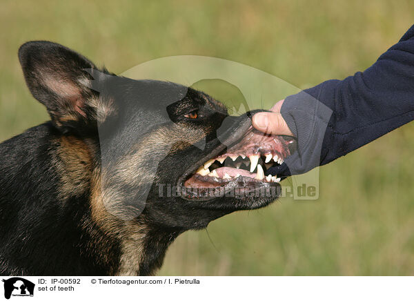 Hundegebiss / set of teeth / IP-00592