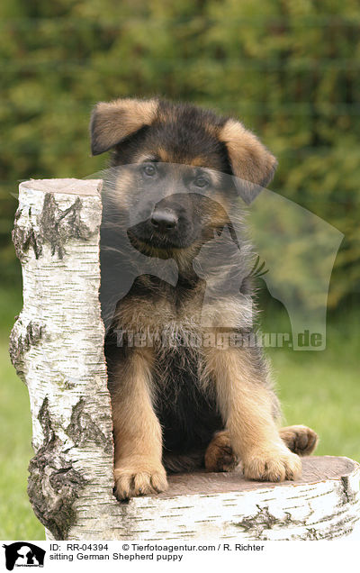 sitzender Deutscher Schferhund Welpe / sitting German Shepherd puppy / RR-04394