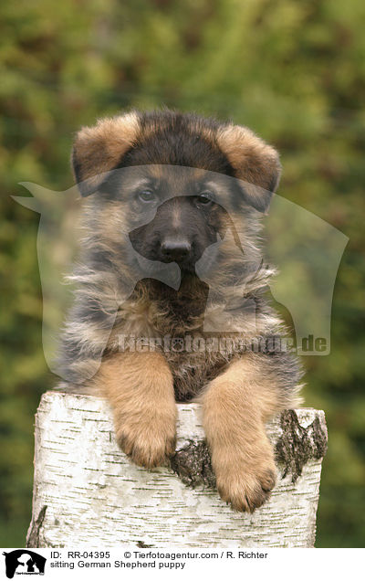 sitzender Deutscher Schferhund Welpe / sitting German Shepherd puppy / RR-04395