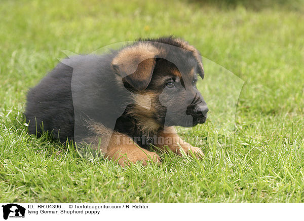 liegender Deutscher Schferhund Welpe / lying German Shepherd puppy / RR-04396