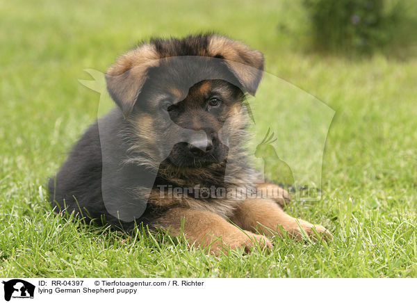 liegender Deutscher Schferhund Welpe / lying German Shepherd puppy / RR-04397