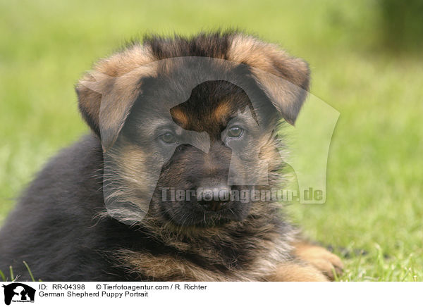 Deutscher Schferhund Welpe / German Shepherd Puppy Portrait / RR-04398