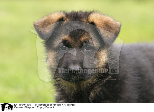 Deutscher Schferhund Welpe / German Shepherd Puppy Portrait / RR-04399