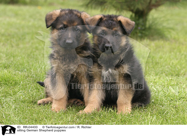 sitzende Deutscher Schferhund Welpen / sitting German Shepherd puppies / RR-04400