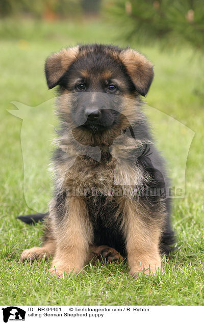 sitzender Deutscher Schferhund Welpe / sitting German Shepherd puppy / RR-04401